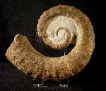 Plastikstnder (Mittel) - Bild © FossNet FossilienStore